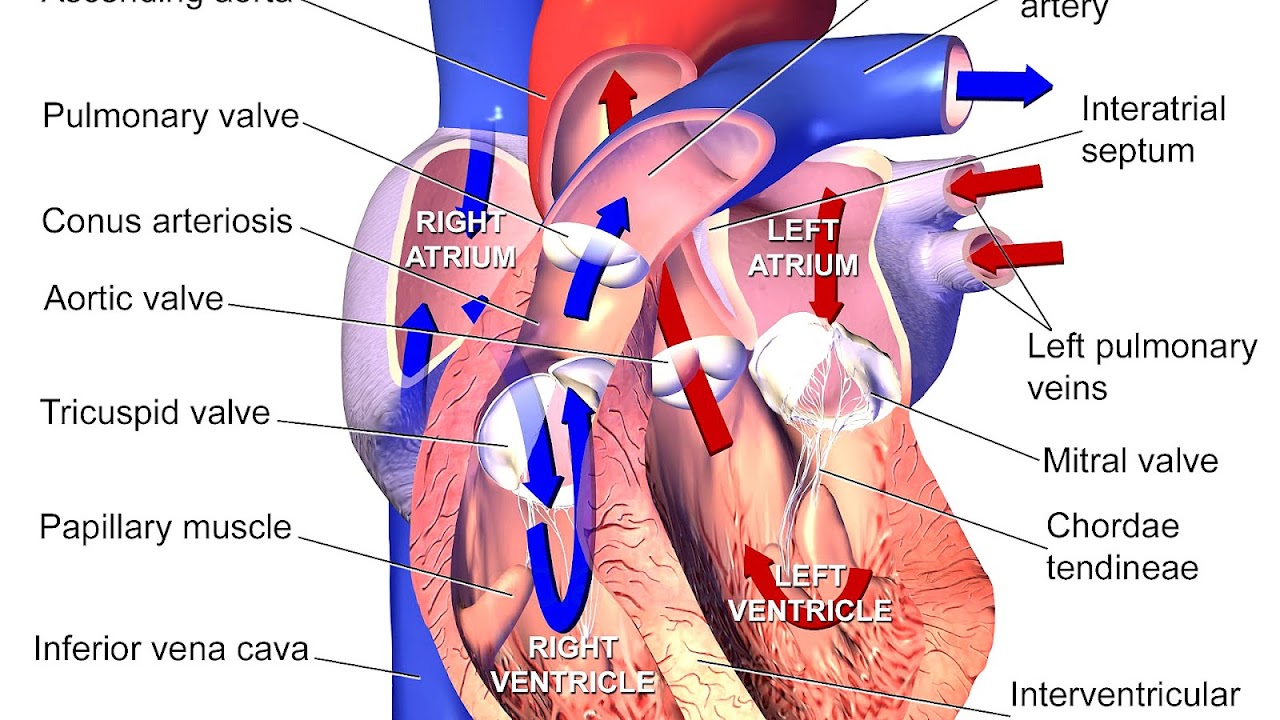 The Heart Arteries And Veins - Hear Choices