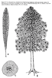 Glossopteris