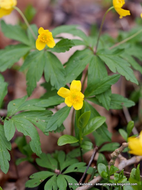 zawilce-zolte anemone ranunculoides, zawilec zolty, wiosna, kwiaty, kwiatki, kwiatek, las, prosto z lasu, spacer, wycieczka