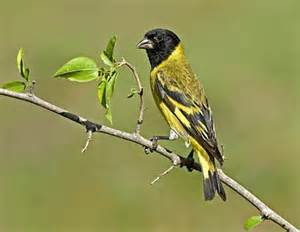 Burung Hooded Siskin Suaranya Keren Juga Burung Hooded Siskin Suaranya Keren Juga