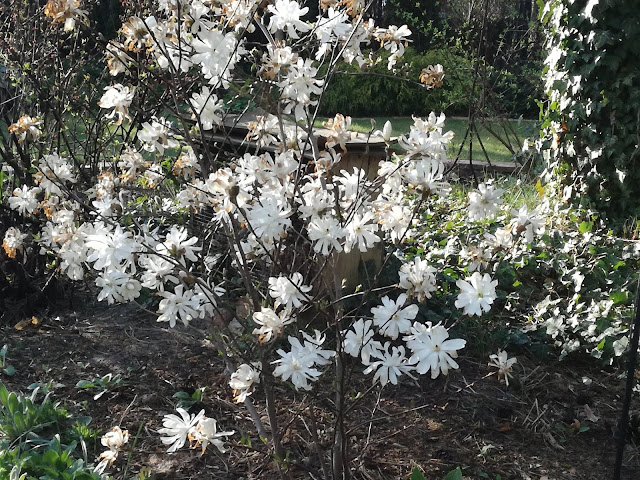 magnolia Kikuzaki