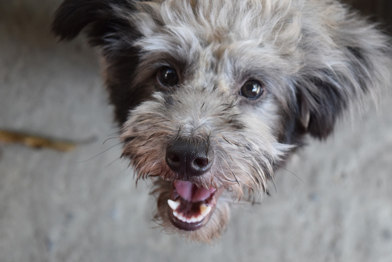 Shock collars, Regulation, and Education on the Alternatives