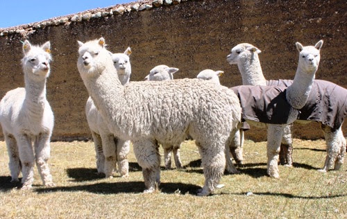 alpacas