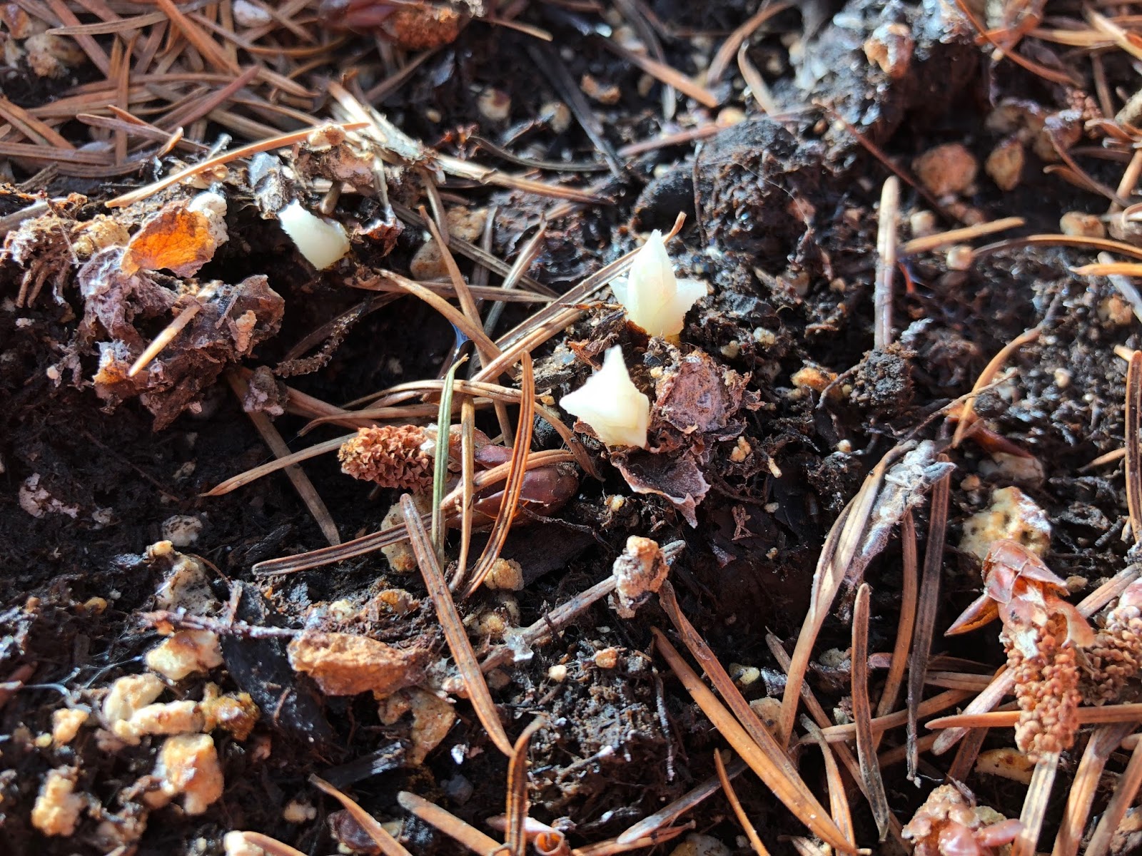 Bonney Lassie Potting Up Begonia Tubers