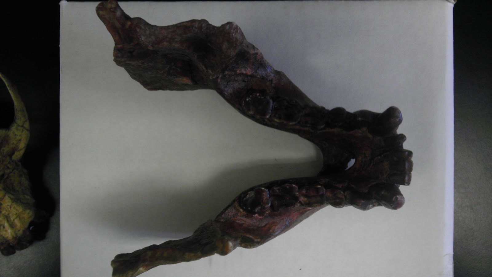 physical-anthropology-101-july-2012