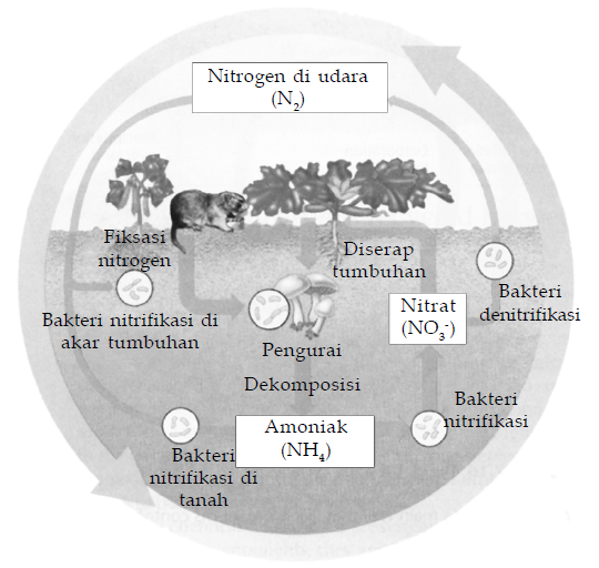 Daur nitrogen dibantu oleh bakteri. Daur nitrogen dibantu oleh bakteri