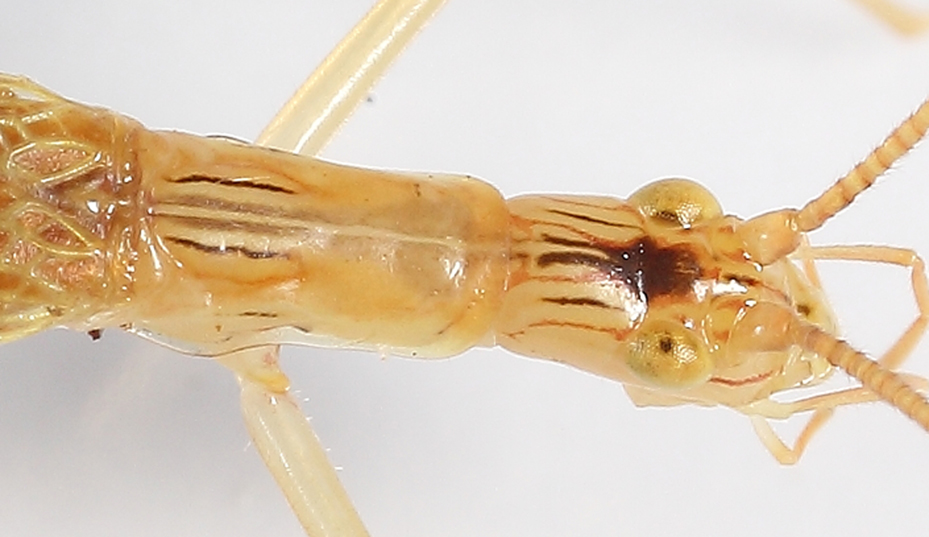 BunyipCo Australian Tree Crickets