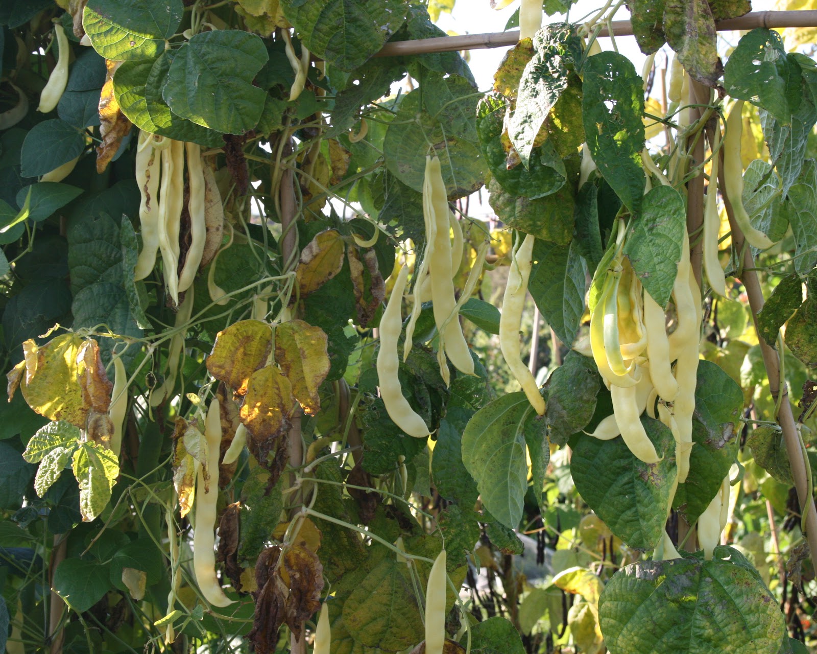 allotment-from-plan-to-plot-to-platter-growing-and-using-beans-for