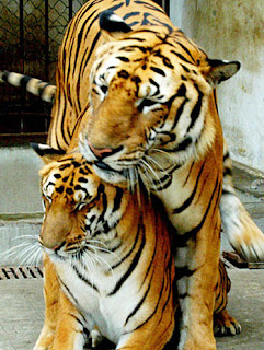 South China tiger (Panthera tigris amoyensis)