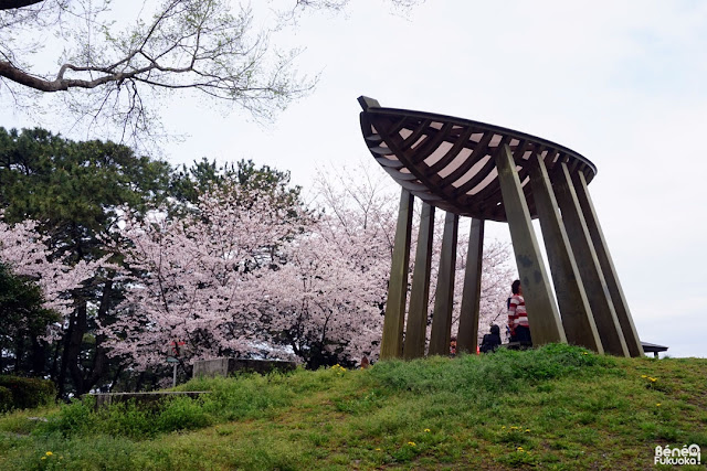 西公園の桜、福岡