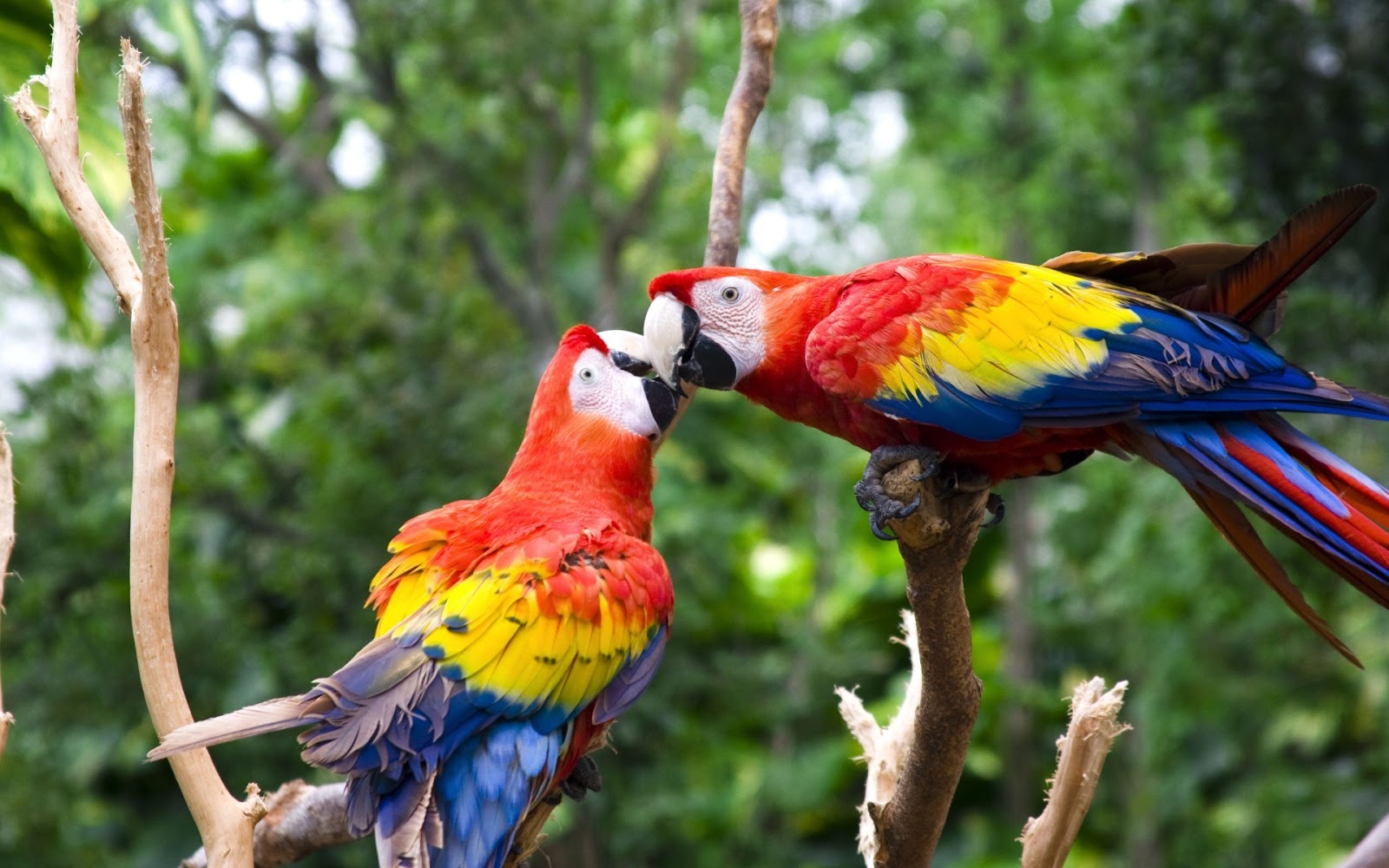 30 Nature Birds Images Hd Free Download Basty Wallpaper Want to set this image as your desktop wallpaper? nature birds images hd free download