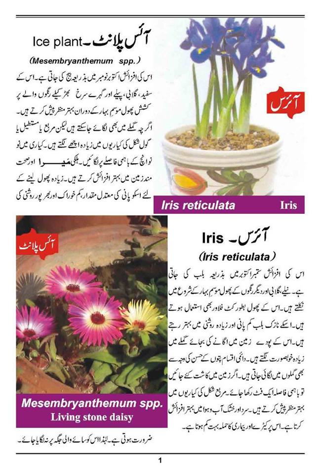 How to Grow Outdoor & Indoor Plants & Flowers Urdu Guide