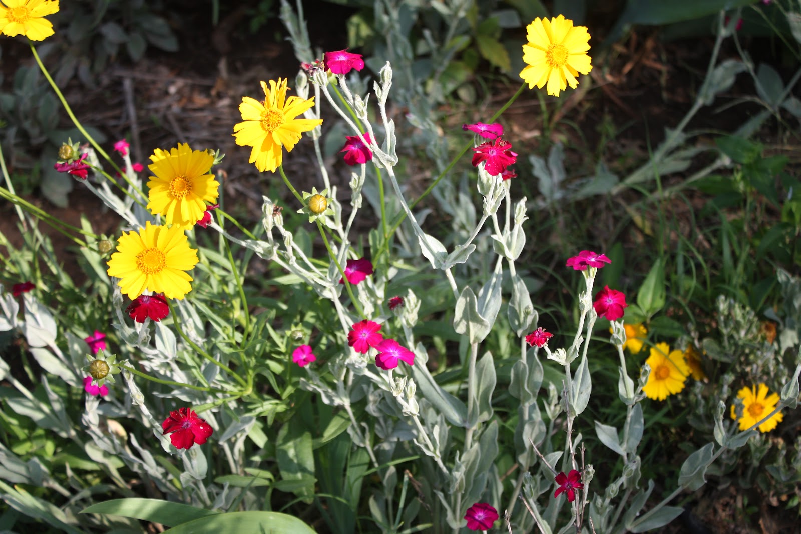 Rose Campion and her Lychnis genus