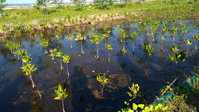 Ekowisata Mangrove Karangsong Indramayu Jabar