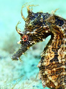 Kuda Laut Kuda Laut