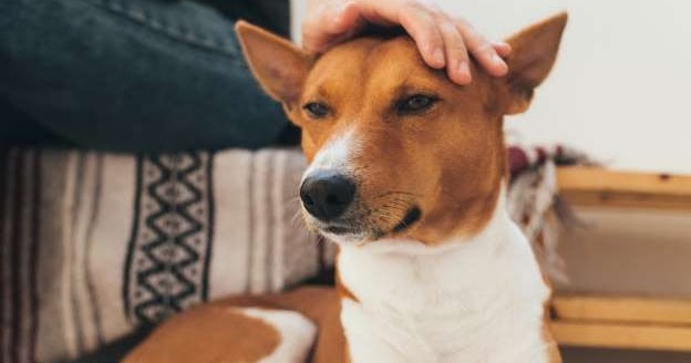 These 7 quiet dog breeds don't bark too much DNB Stories