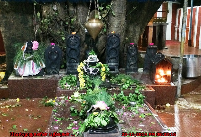 Arasa Maram Siva Vinayagar