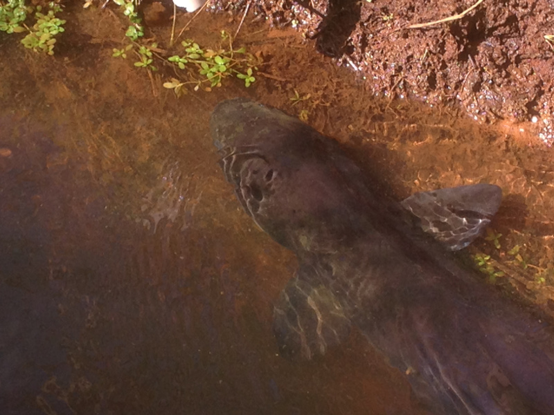 Mangaiti Gully Restoration Group: Longfin Eel. Enjoy them. Don’t