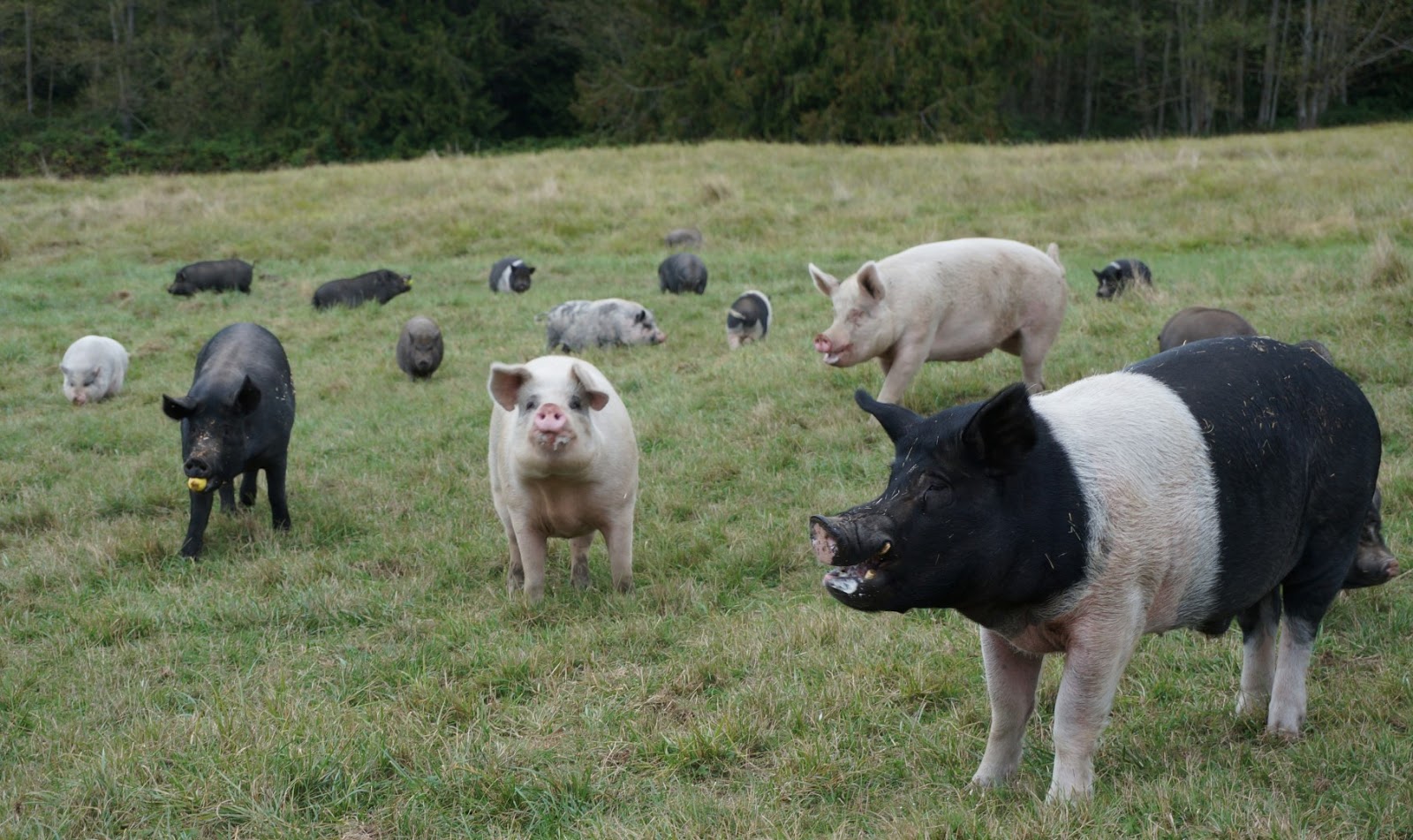 Pigs Peace Sanctuary