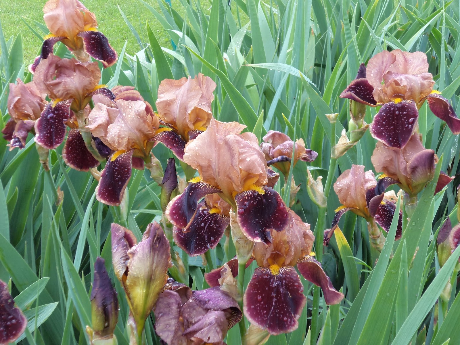 ирис бородатый шазам. ирис бородатый гарибальди. ирис касатик сибирский. ксифиум ирис голландский. ирис кустовой.