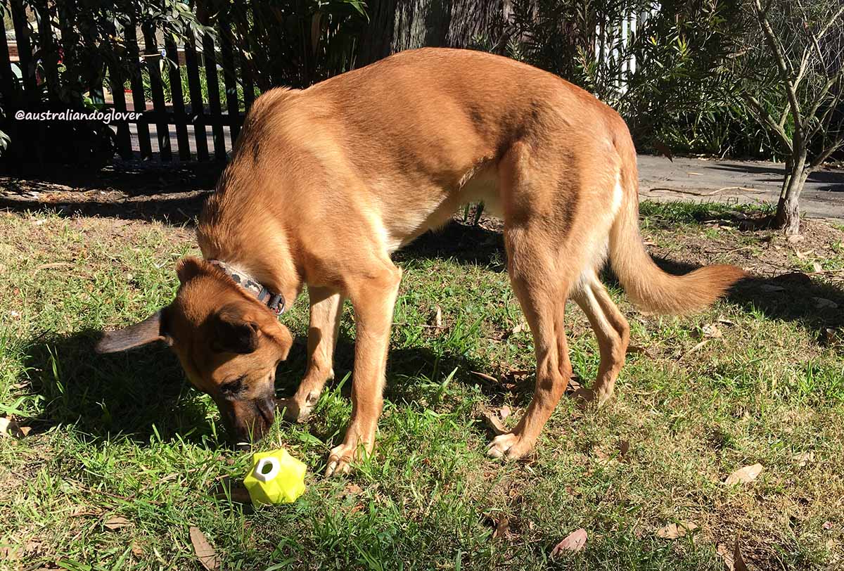 Monster Treat Toy Aussie Dog Products Australian Dog Lover