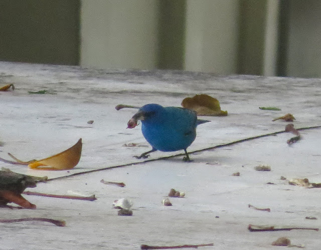 Indigo Bunting - Key West, Florida Indigo Bunting - Key West, Florida