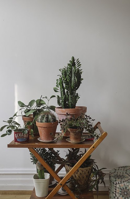 plantas-agrupadas-em-casa-decoracao