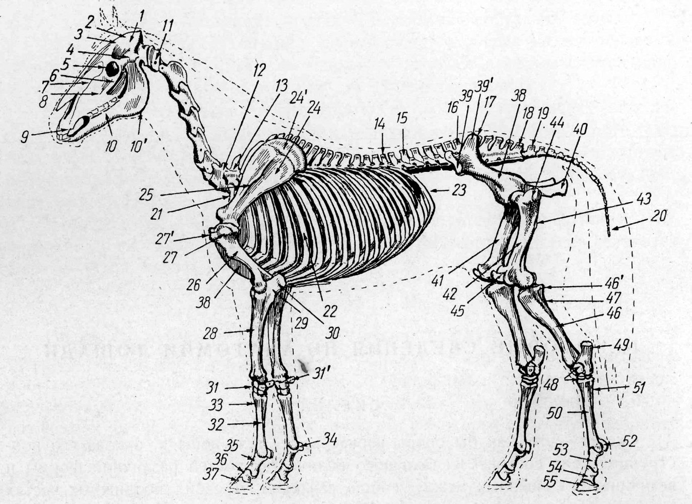 Расположение конечностей у млекопитающих. Осевой скелет лошади. Осевой скелет лошади анатомия. Лошадь скелет и туловище. Осевой и периферический скелет лошади.