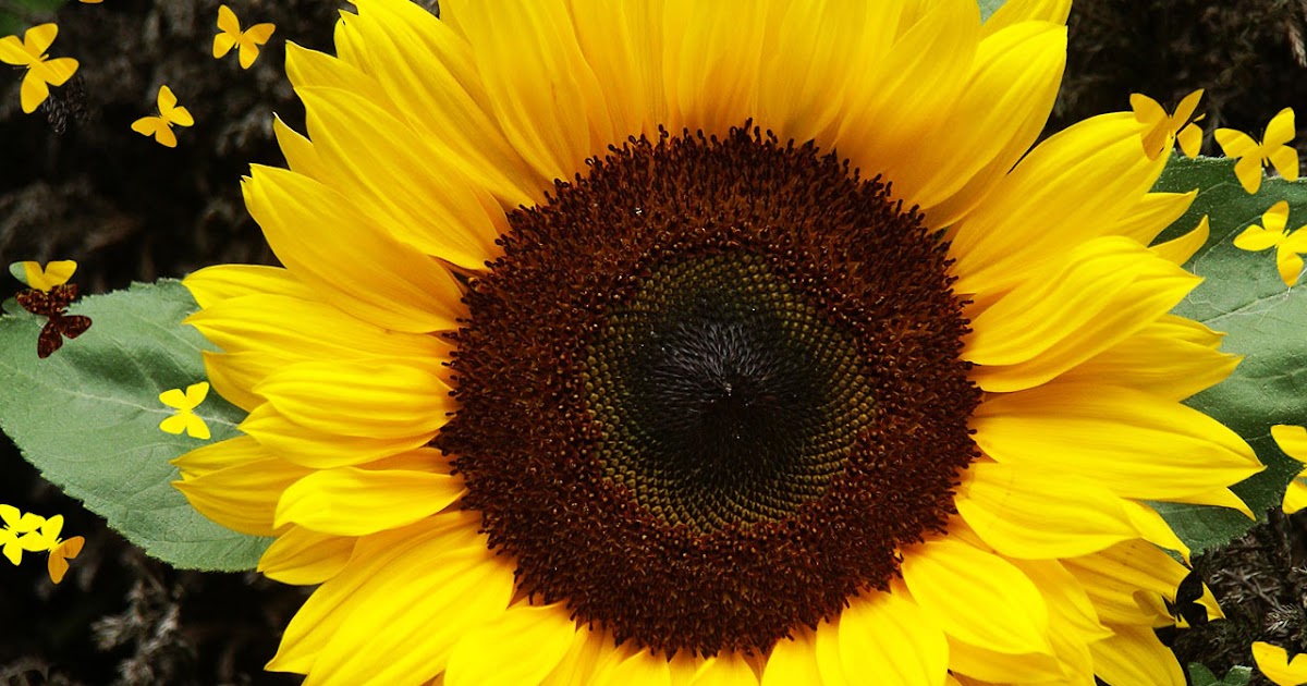 Mengenal lebih dekat dengan Tumbuhan Mengenali Sunflower 