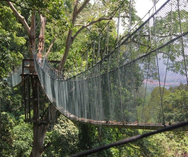 Forest Research Institute Malaysia (FRIM) Canopy Walkway