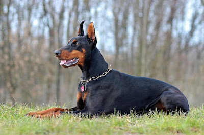 best top 10 dogs in india (hindi 2018) best top 10 dogs in india (hindi 2018)