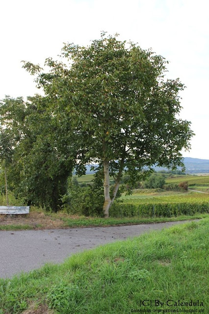 Tuniberg Walnussbaum