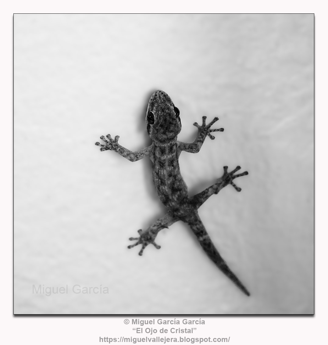 Jañape (Gecko)