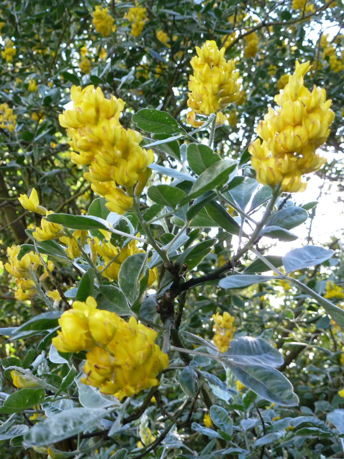 Cyn's Nature Notes Pineapple Shrub/Tree