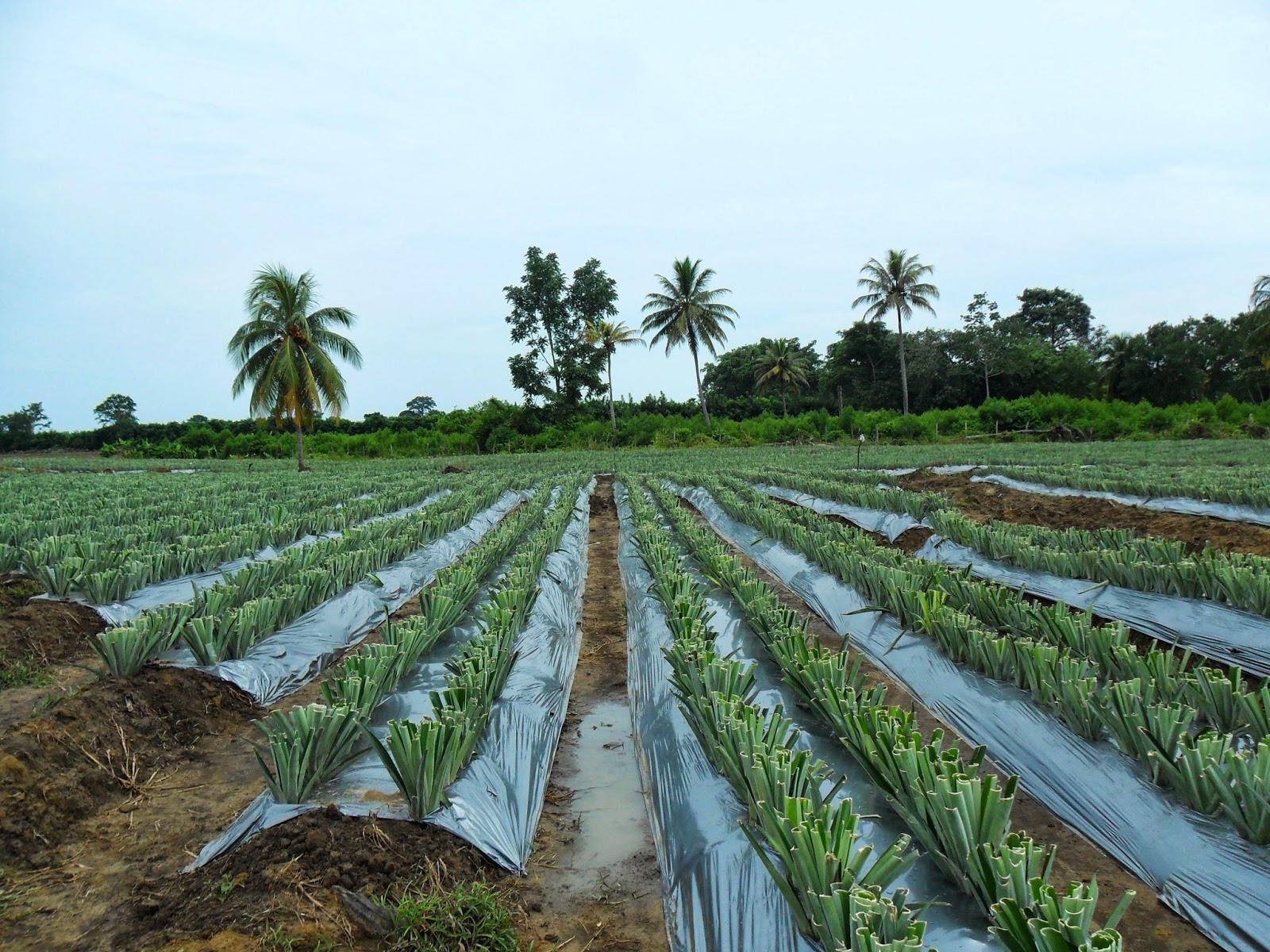 Servicios Integrales del Agro.: EL CULTIVO DE PIÑA MD2.