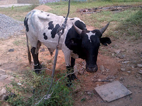 9ice Gets A Fat Cow From Vector As His 32nd Birthday Gift