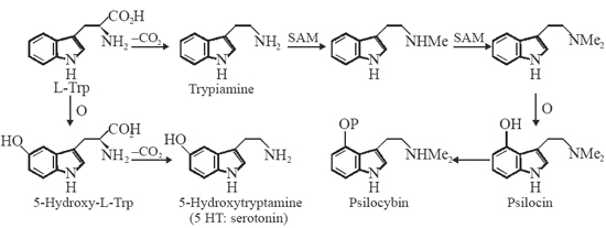 Biosynthesis of Serotonin, Psilocin and Psilocybin
