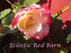 Variegated Pink Rose