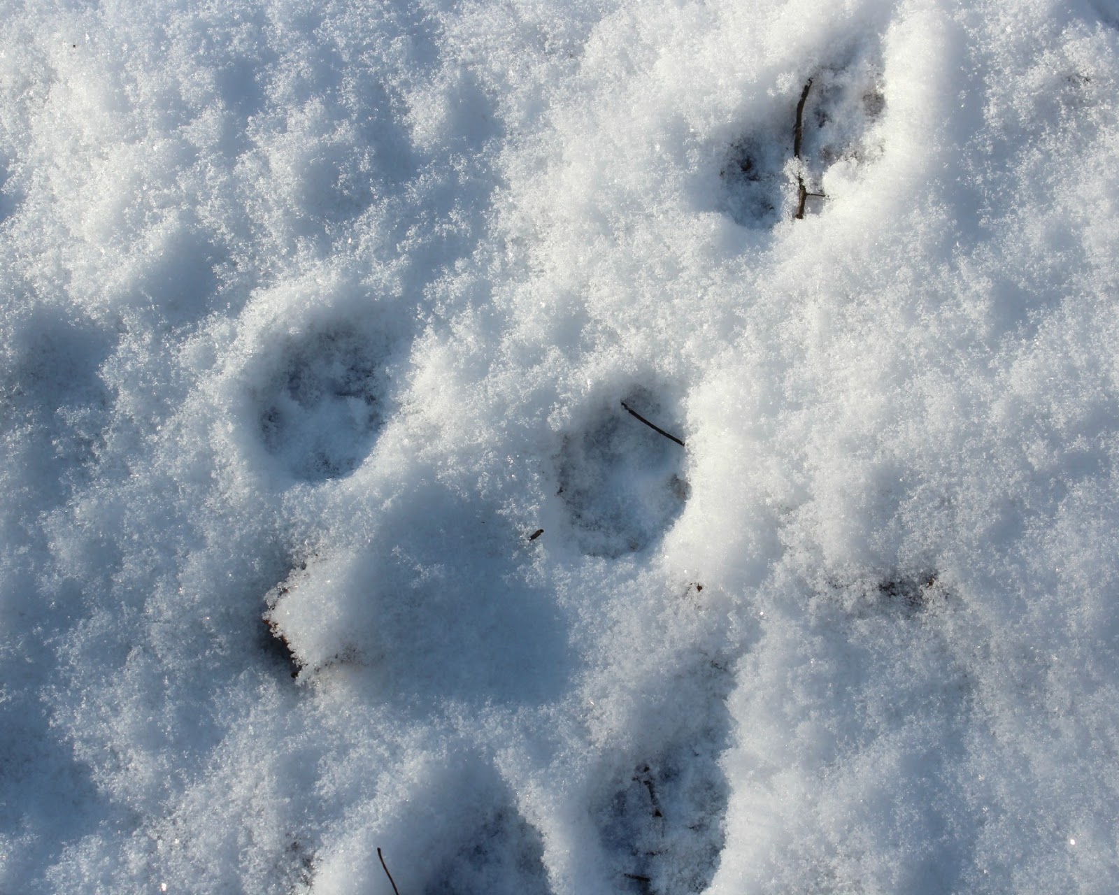 Walk in the Forest First Snow & Fox Tracks