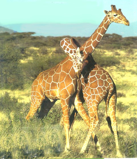 Image result for animals which exhibit homosexual behavior