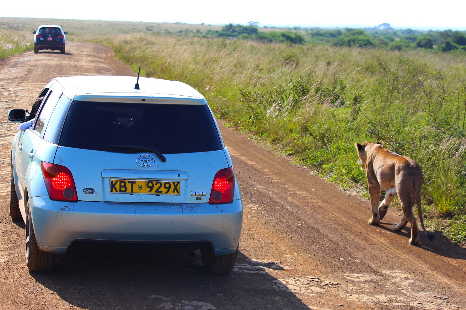 PARQUE NACIONAL DE NAIROBI - Savana junto à selva urbana | Quénia