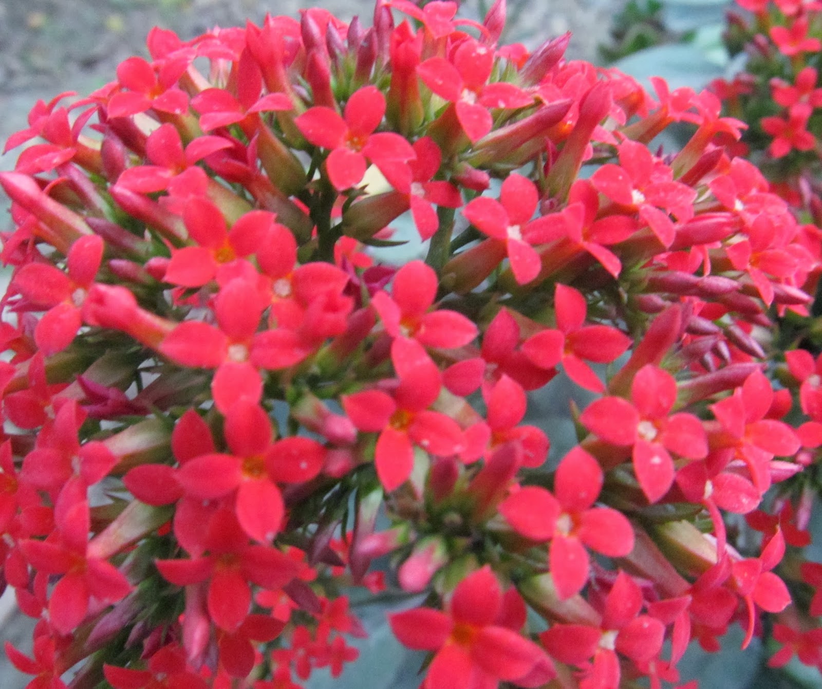 NATURAL & UNIQUE PHOTOGRAPHY FLAMING KATY FLOWER