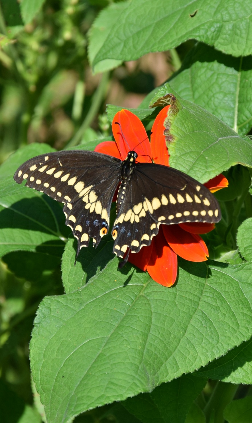 Using Native Plants Beyond Black Swallowtails