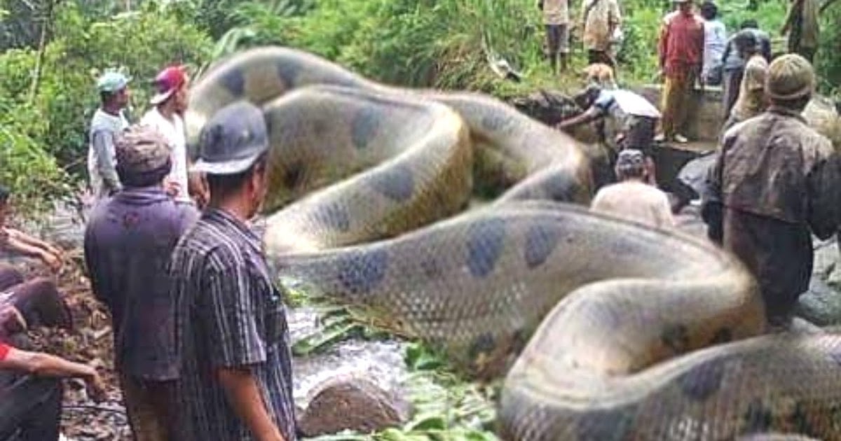 khmeryab Giant Anaconda vs Lion vs Tiger Great Python vs Lion Real Figh