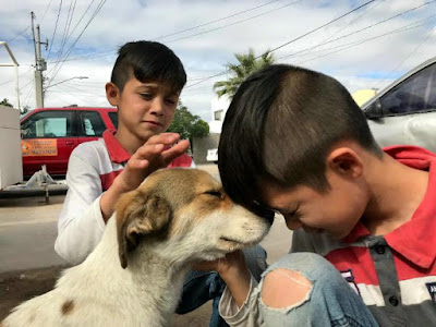 Envenenan a perros y gatos en Hermosillo