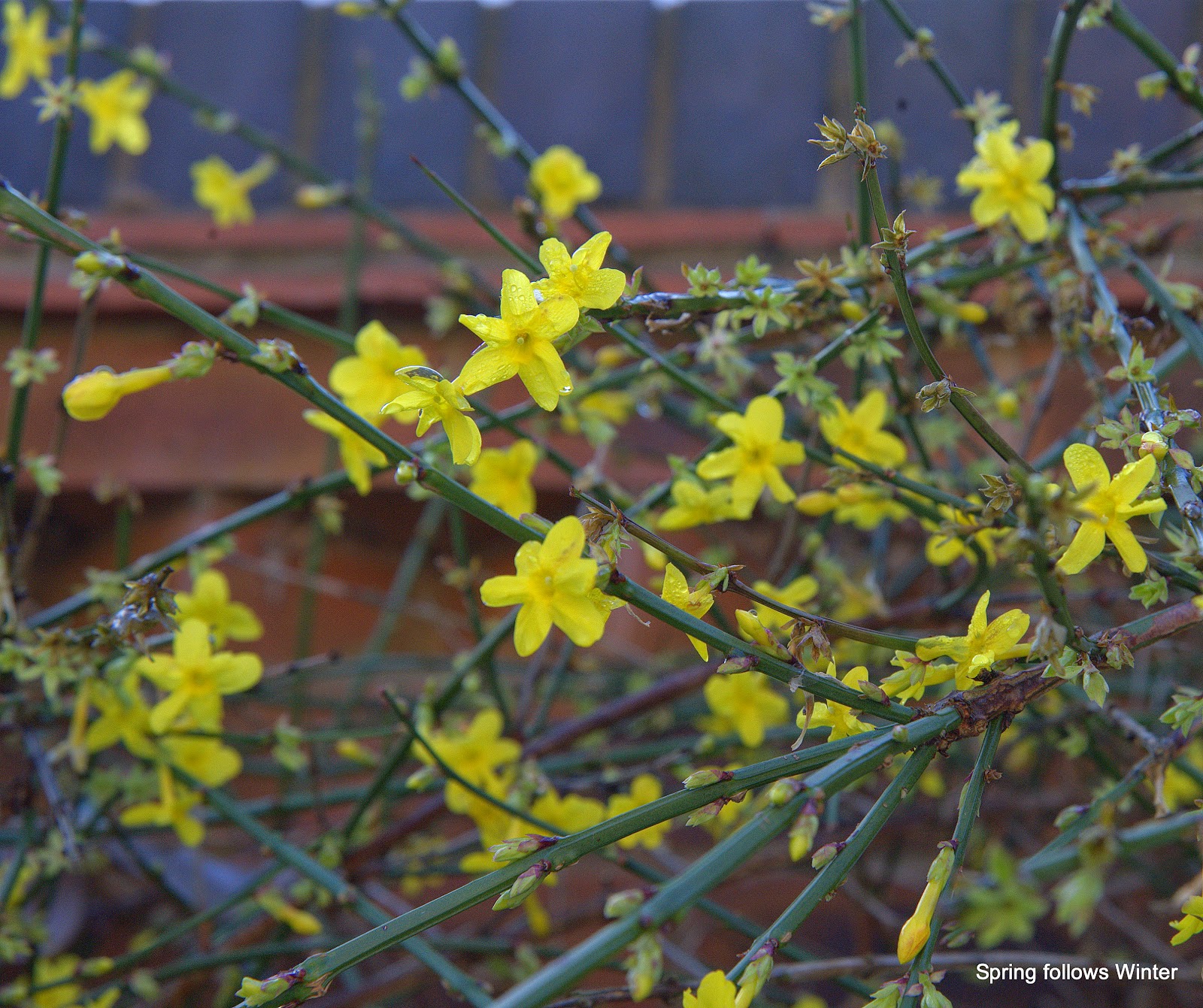Spring follows Winter Winter Jasmine Jasminum nudiflorum