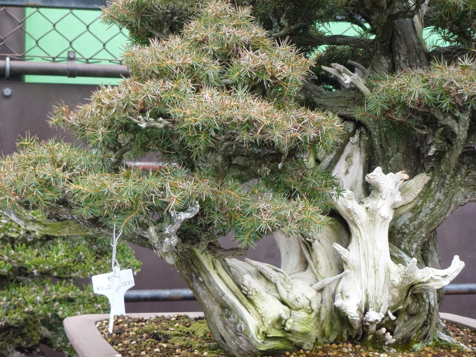 El Tim Bonsai El MomenTIM del Café