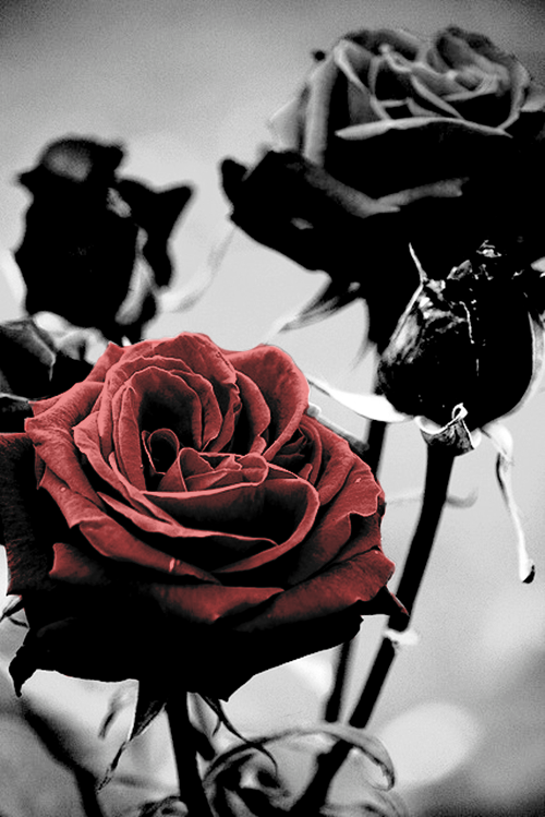 Trees From Ashes Roses and Thorns