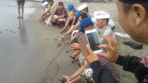 Pelepasliaran Tukik Penyu Hijau Di Pantai Samuh Candidasa Pelepasan Tukik Penyu Hijau Di Pantai Samuh Candidasa-BKSDA Bali