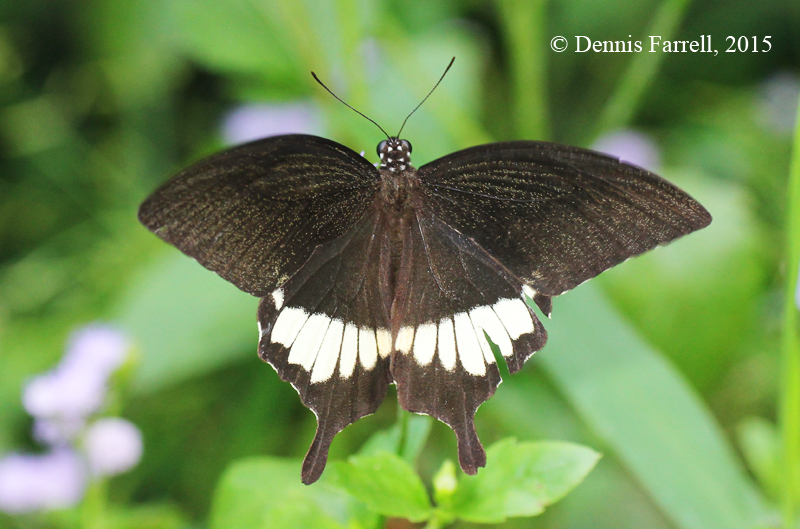 Butterflies of Thailand 130. The Banded Mormon (Papilio prexaspes pitmani)